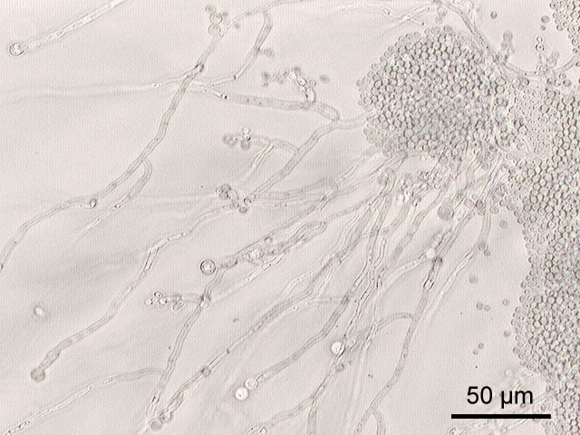 candida candida