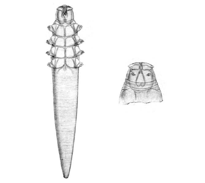 demodex demodex