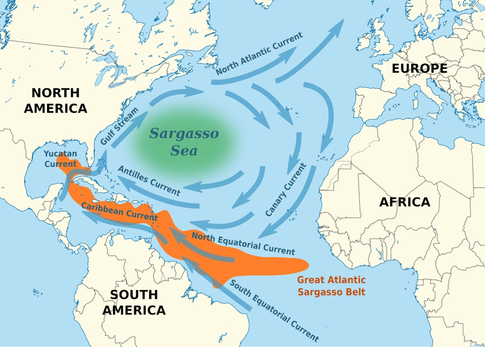 sargassozee