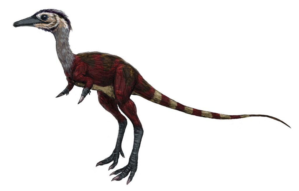 shuvuuia