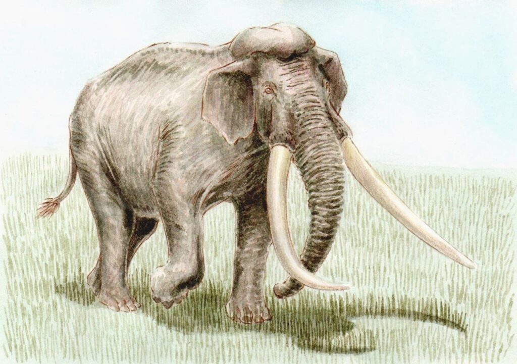 1280px Palaeoloxodon namadicus bpk
