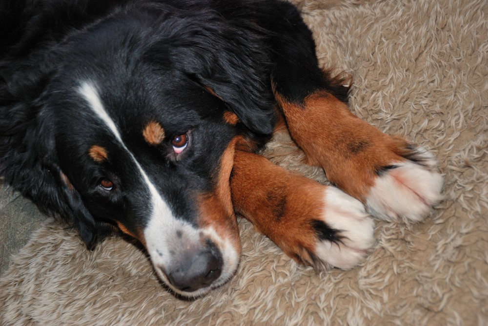 Berner Sennen