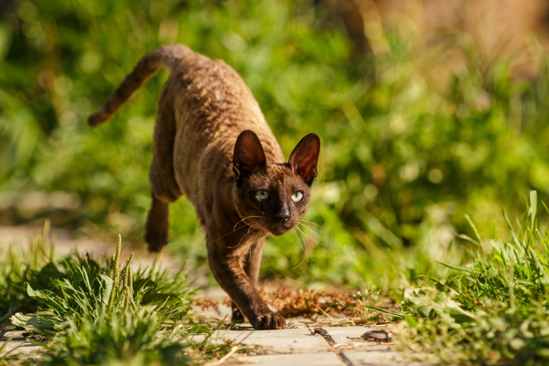 Cornish Rex Cornish Rex