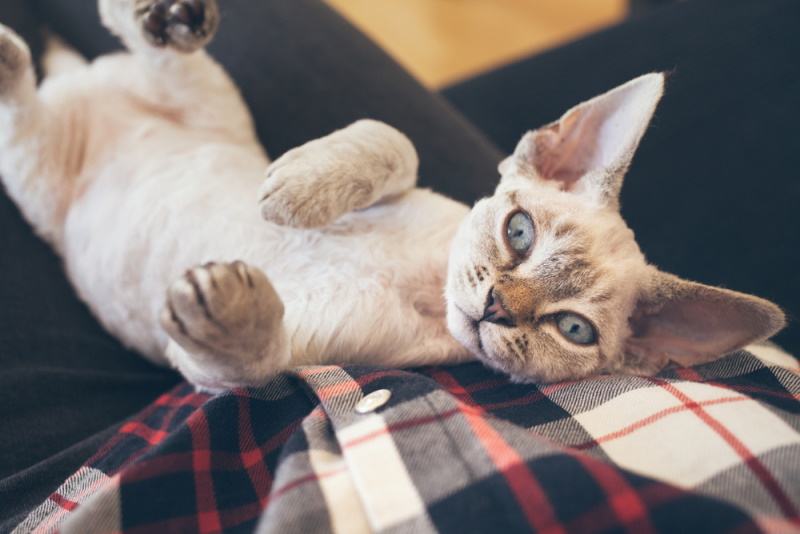 Devon Rex