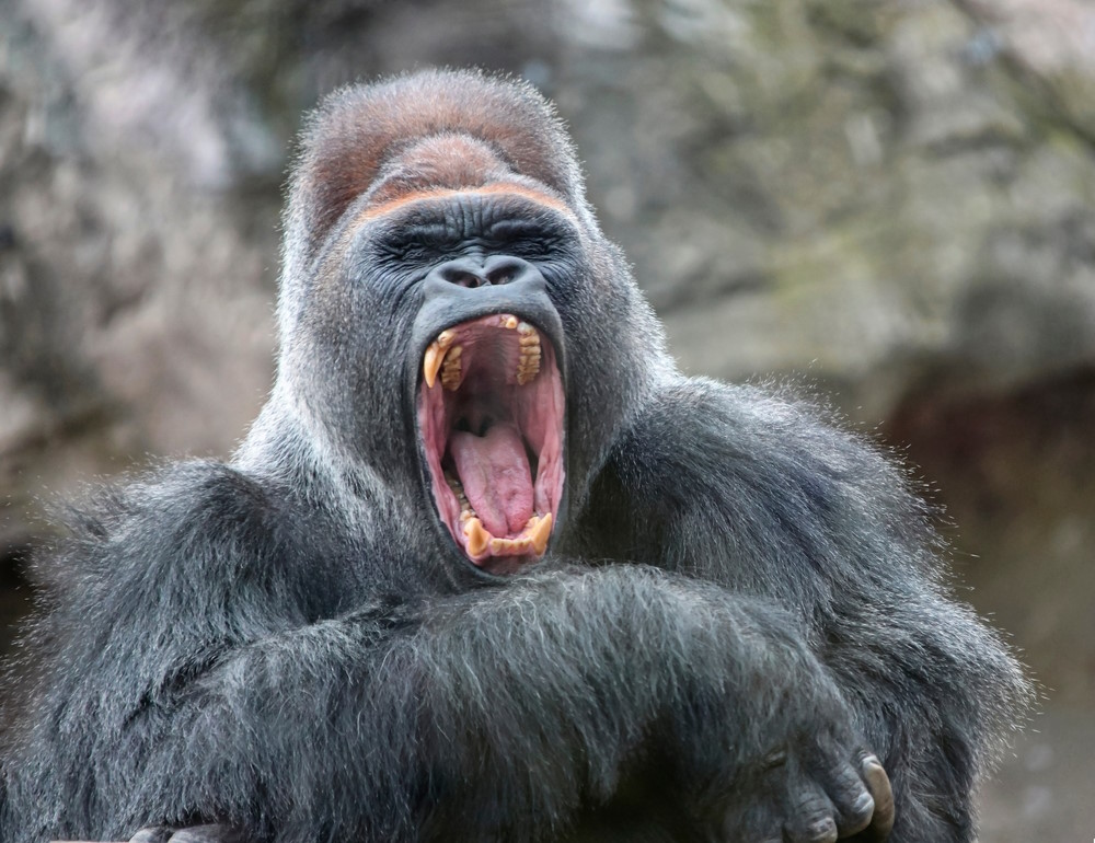 Gorilla