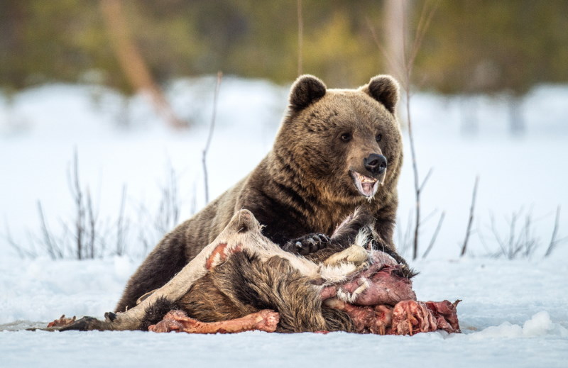Kodiak