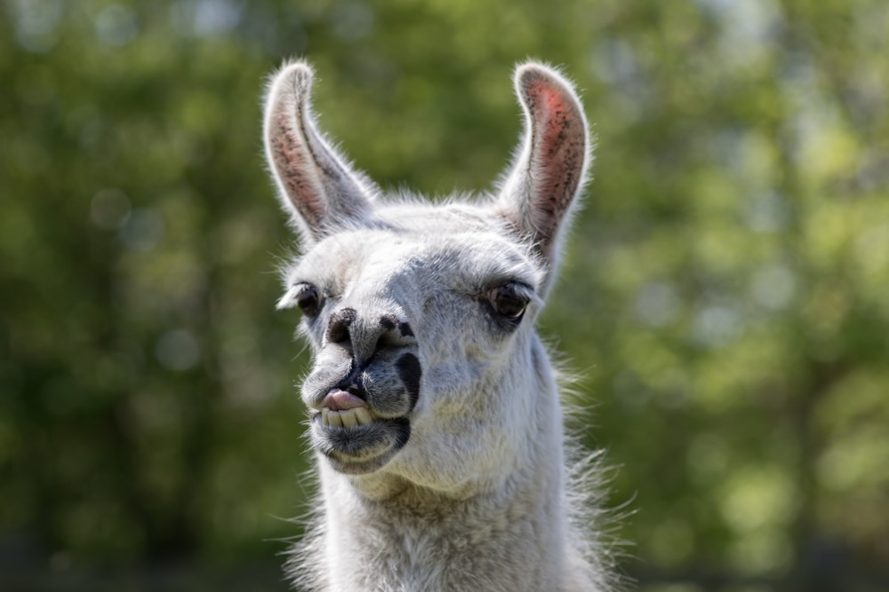 domste dieren