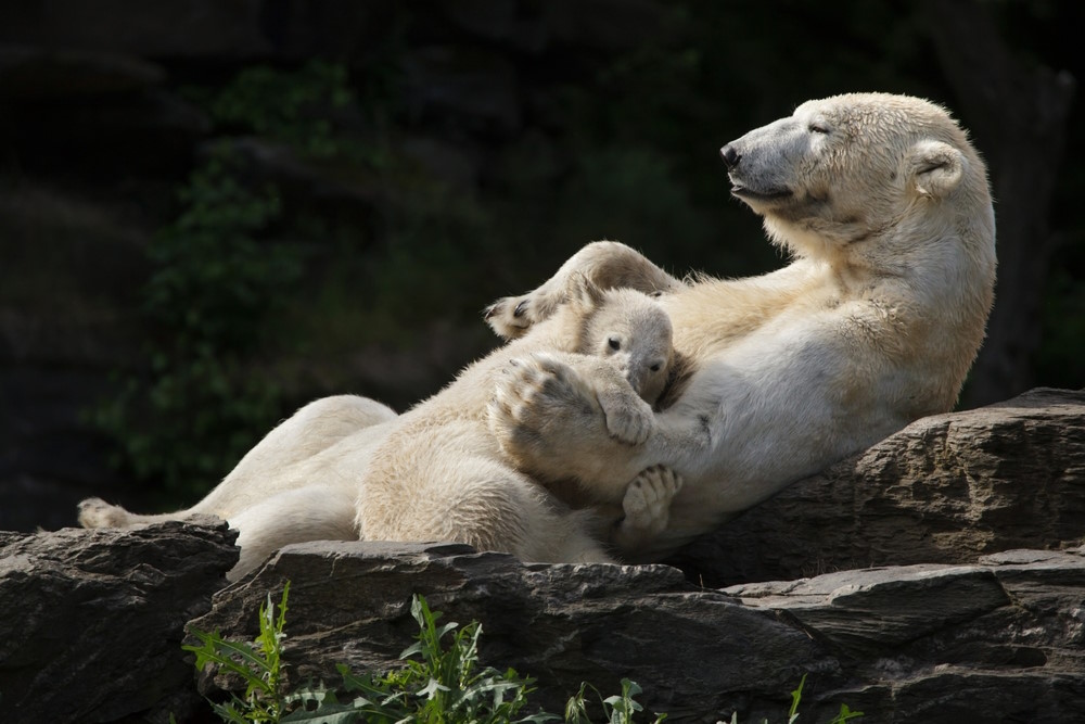 tierpark berlin