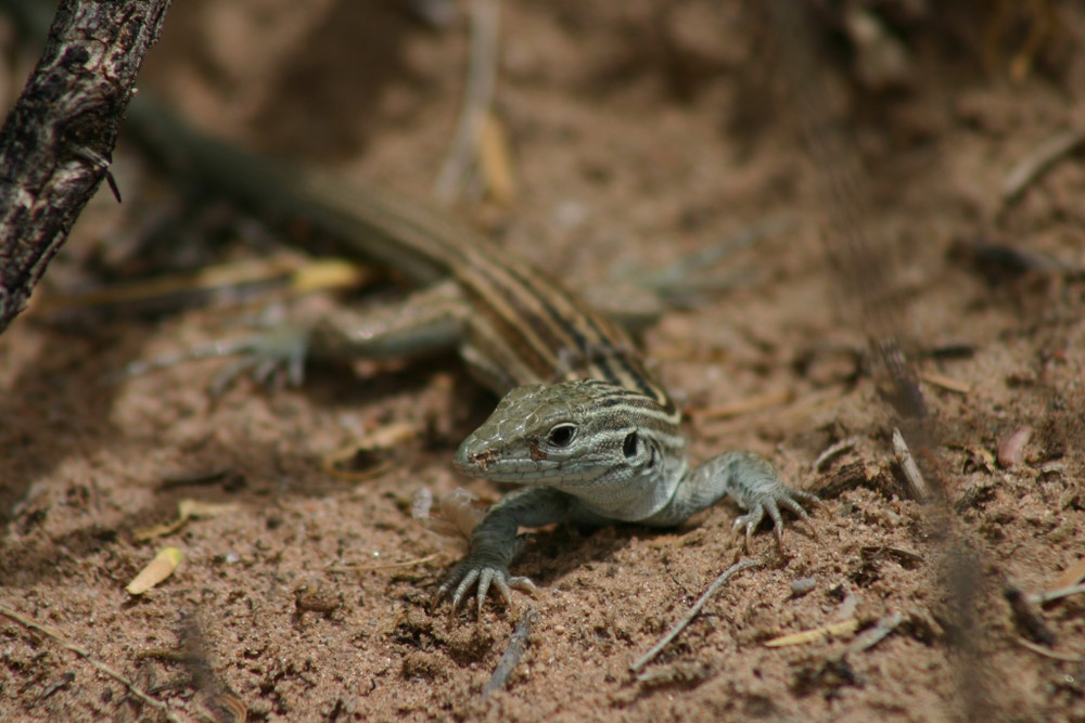 Aspidoscelis neomexicanus Aspidoscelis neomexicanus