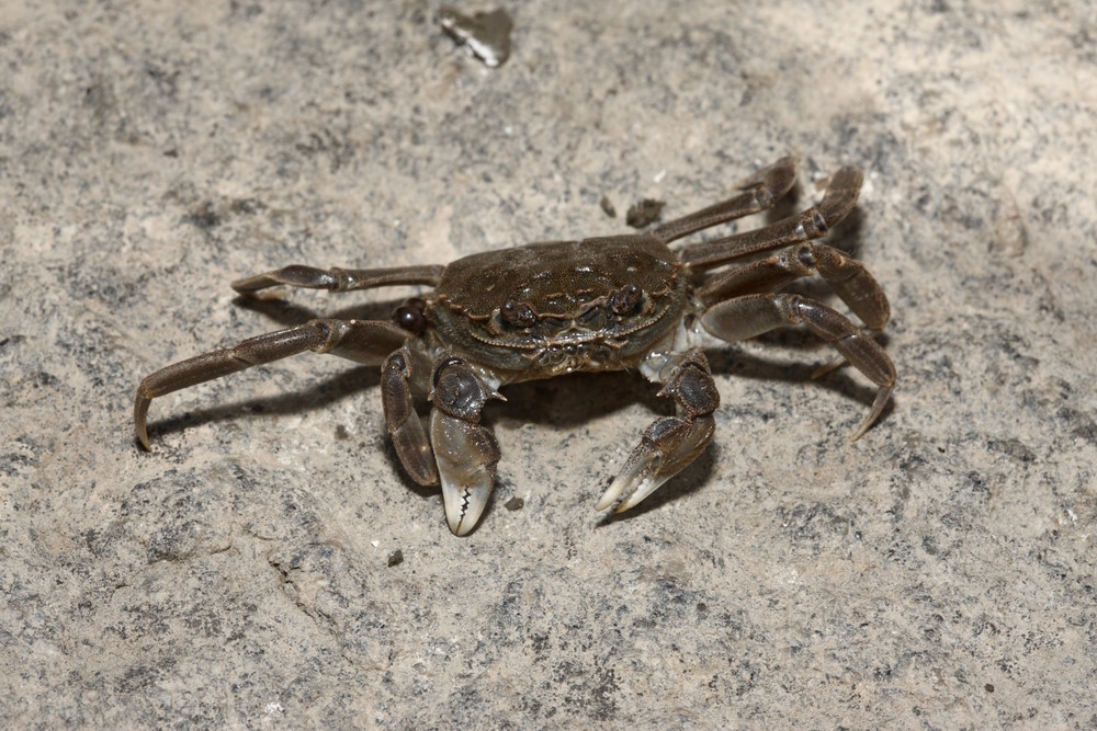 Chinese wolhandkrab