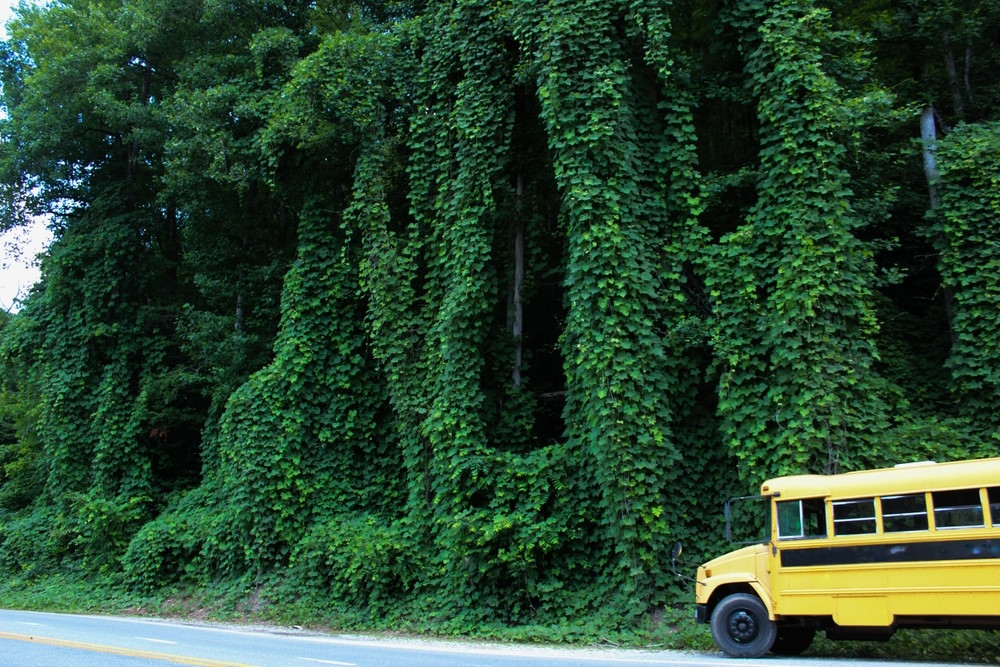 Kudzu