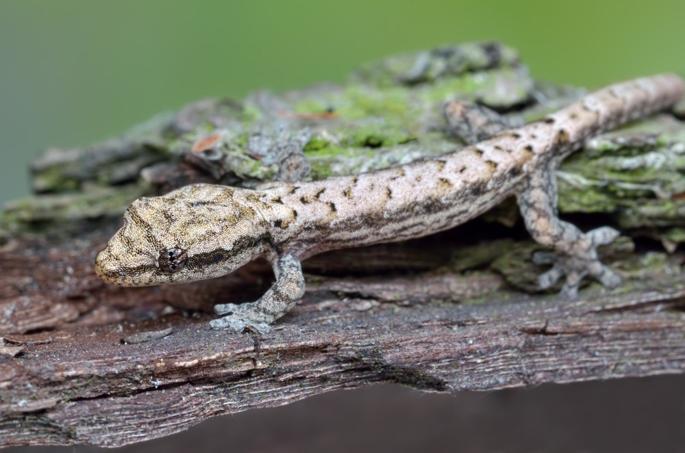 Lepidodactylus lugubris Lepidodactylus lugubris