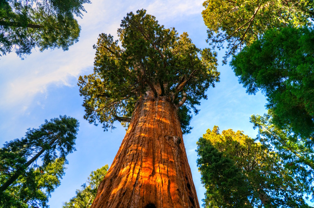 Sequoia