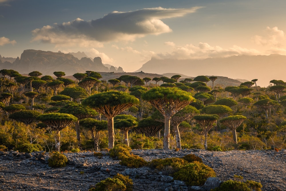 Socotra