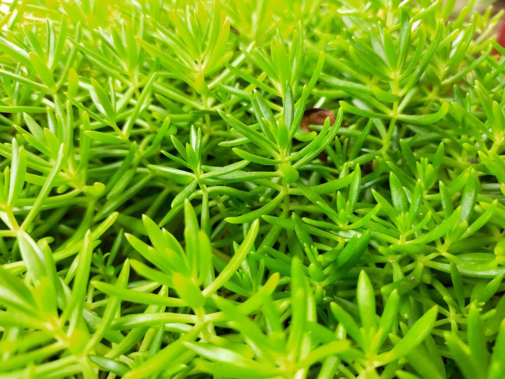 Watercrassula
