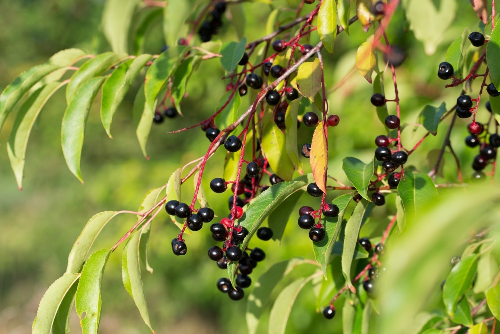 amerikaanse vogelkers
