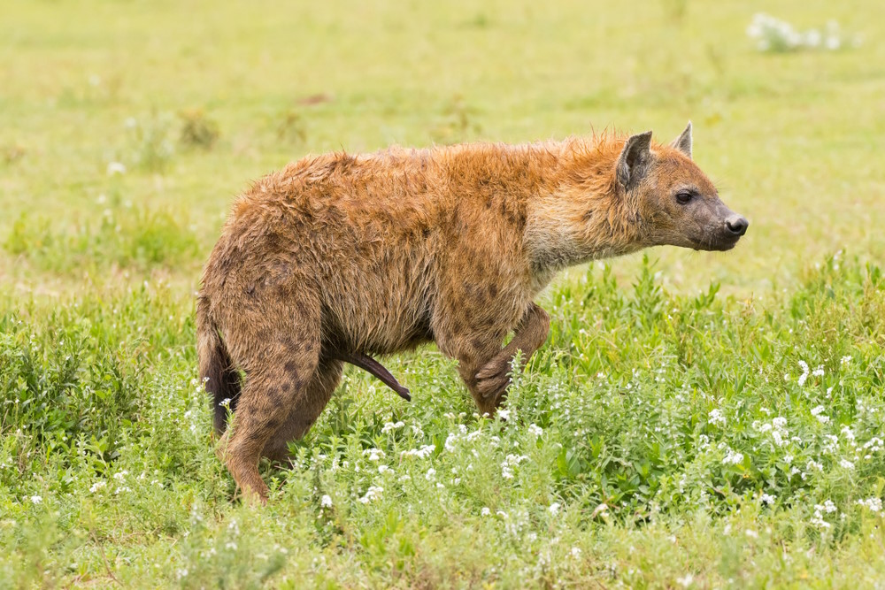 gevlekte hyena (2)
