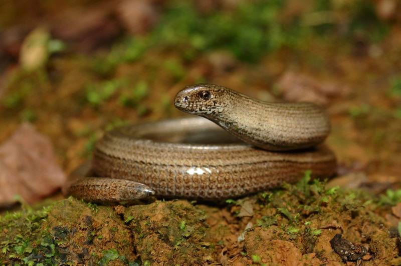 hazelworm