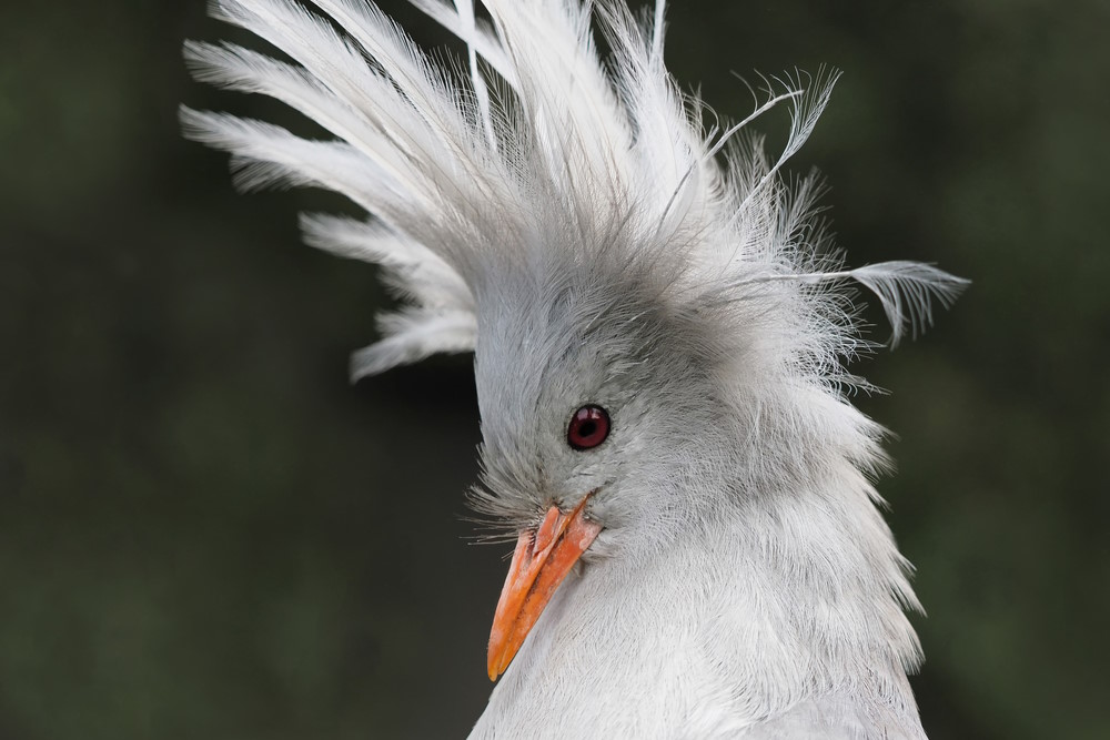 kagu