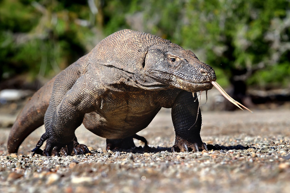 komodovaraan