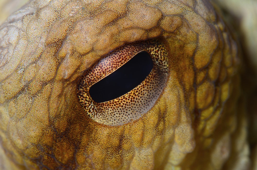 oog octopus