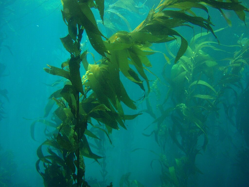 reuzenkelp
