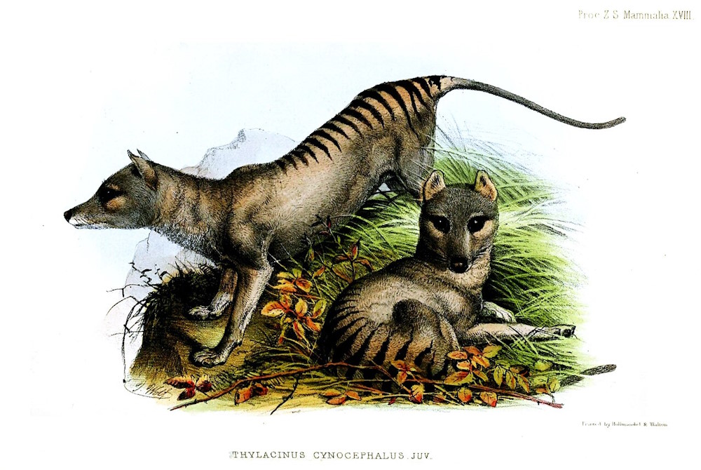 tasmaanse tijger