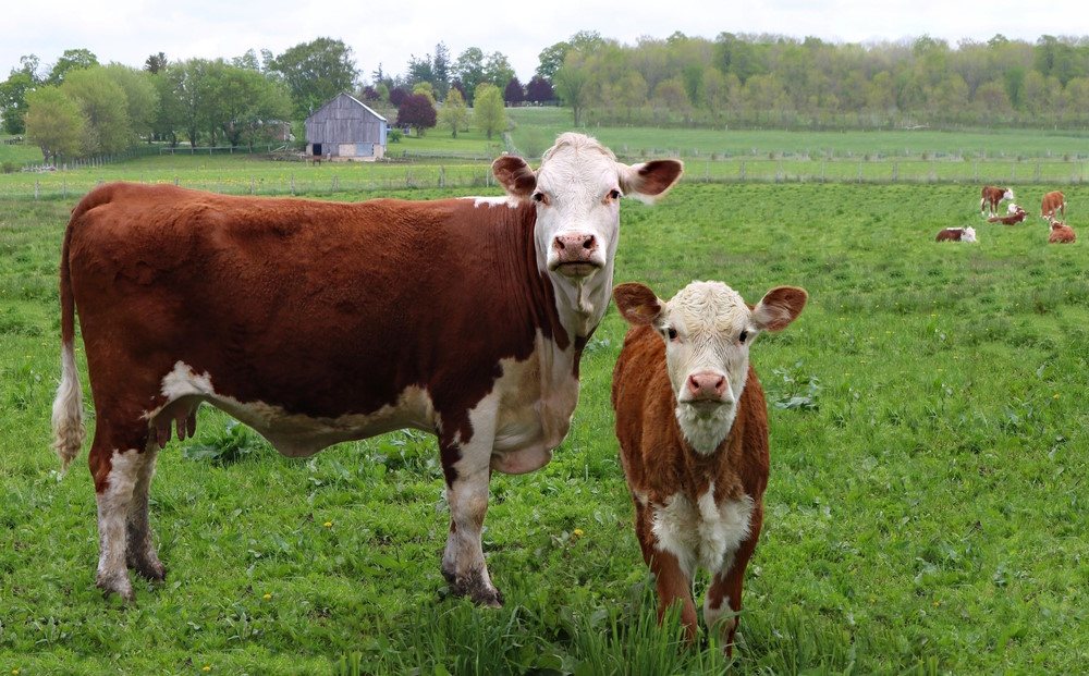 Hereford