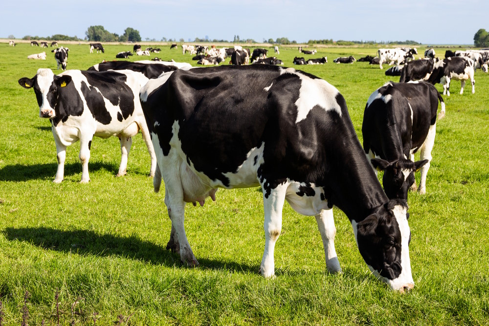 Holstein