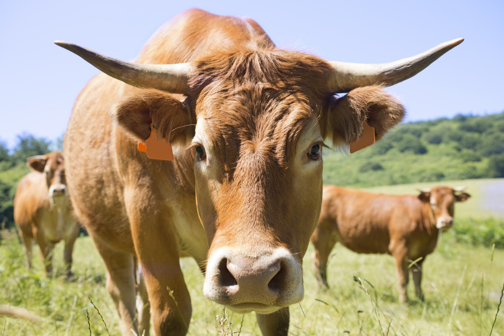 Limousin
