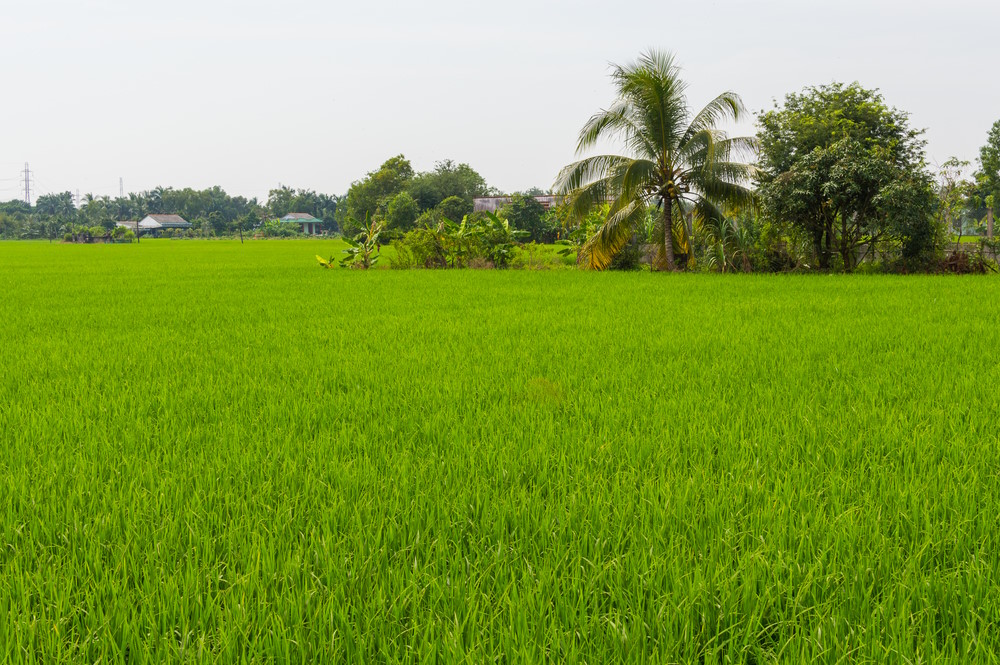 Mekong