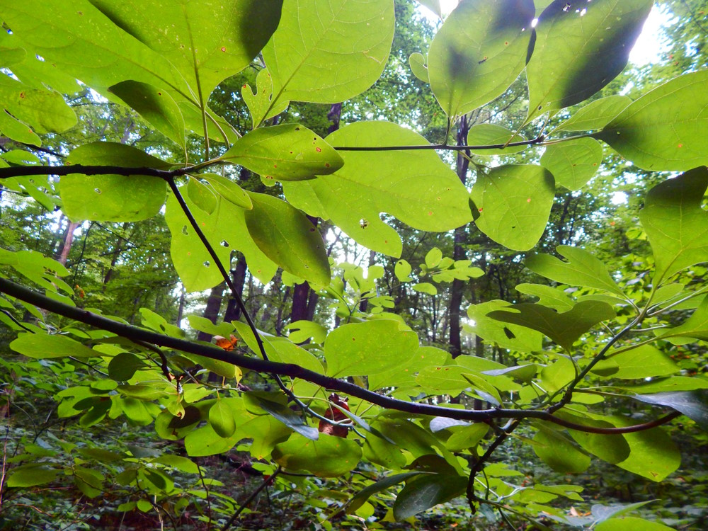 Sassafras