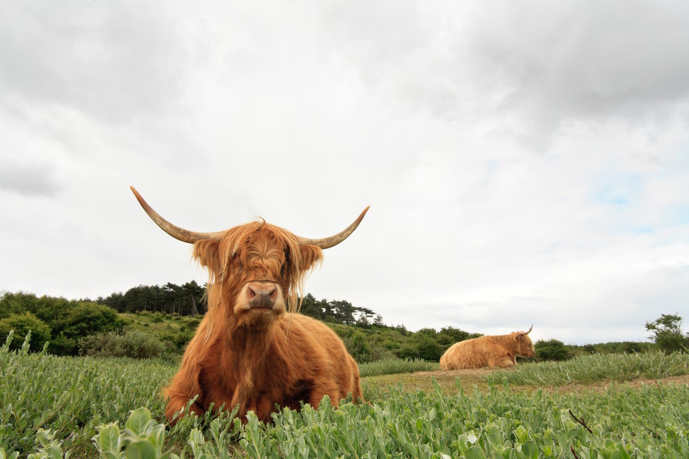 Schotse Hooglander