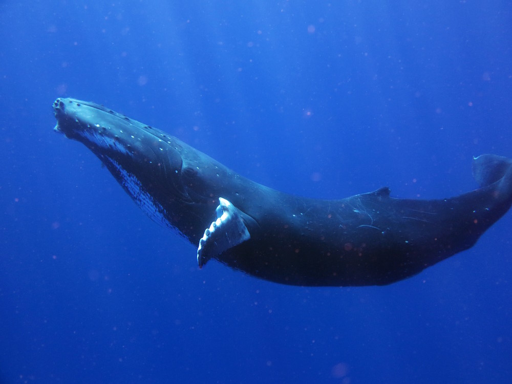 Top 10 Grootste Zeedieren blauwe vinvis