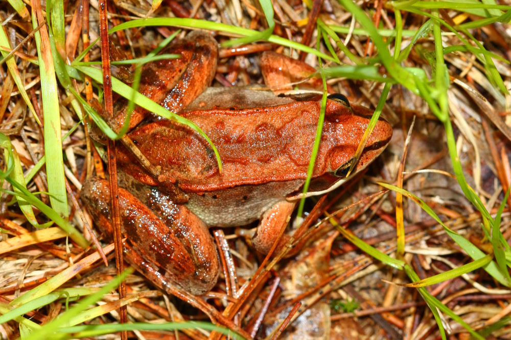 boskikker