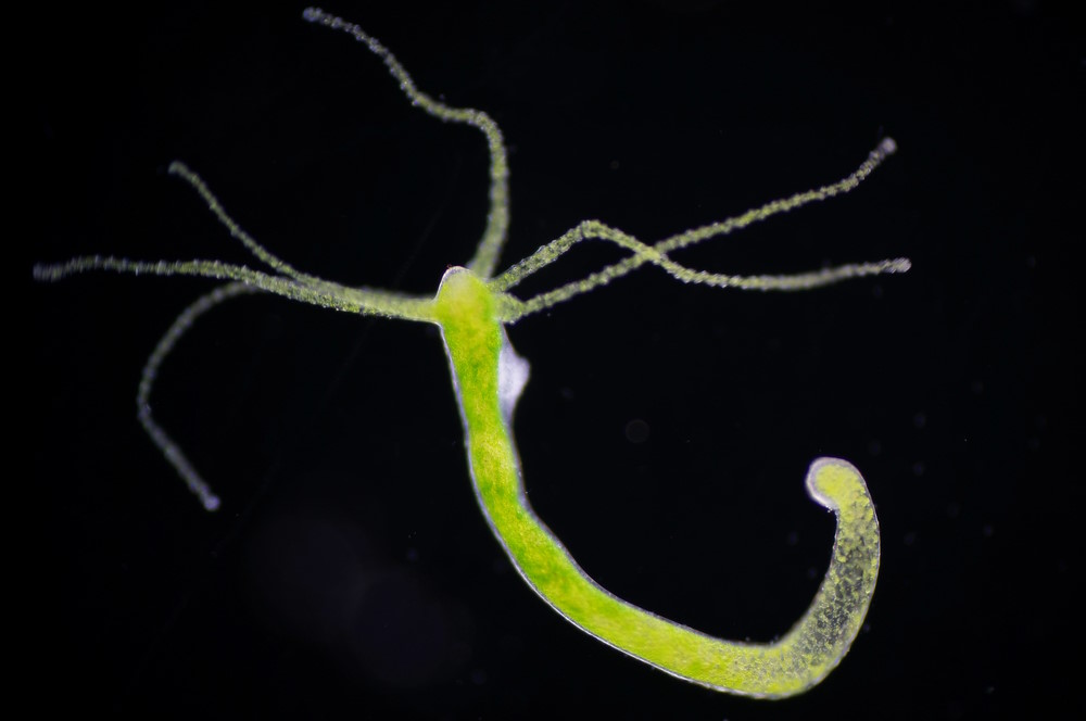 hydra