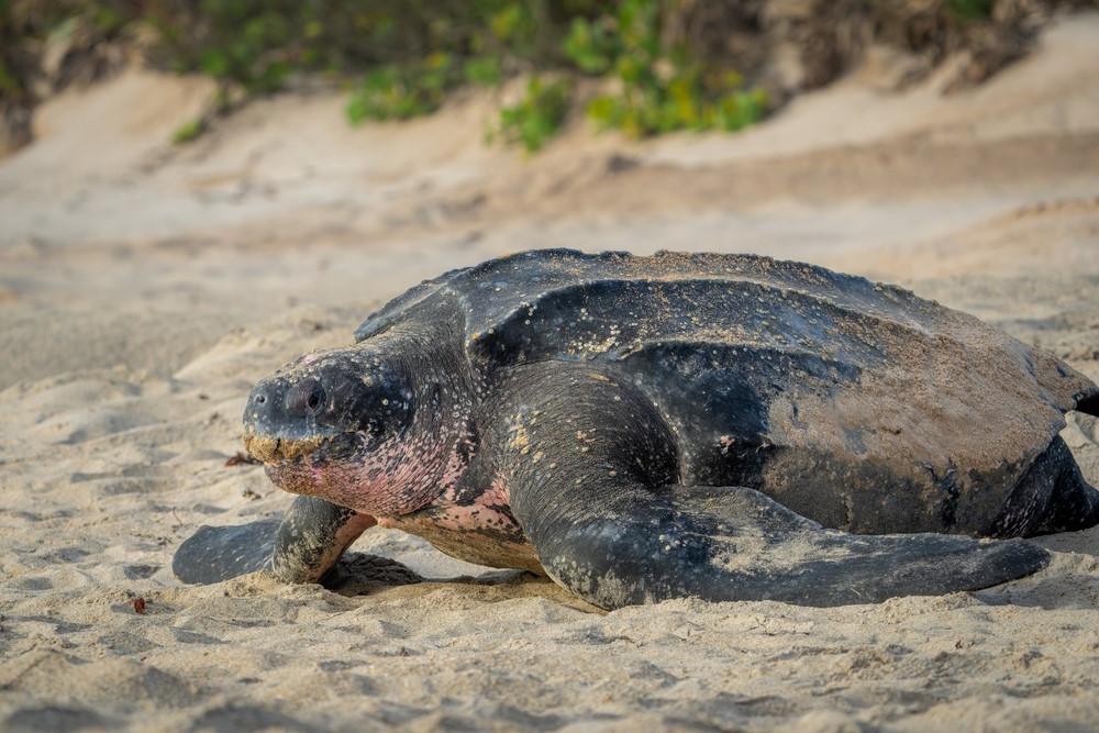 lederschildpad lederschildpad