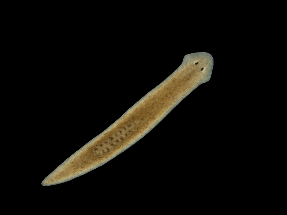 platworm