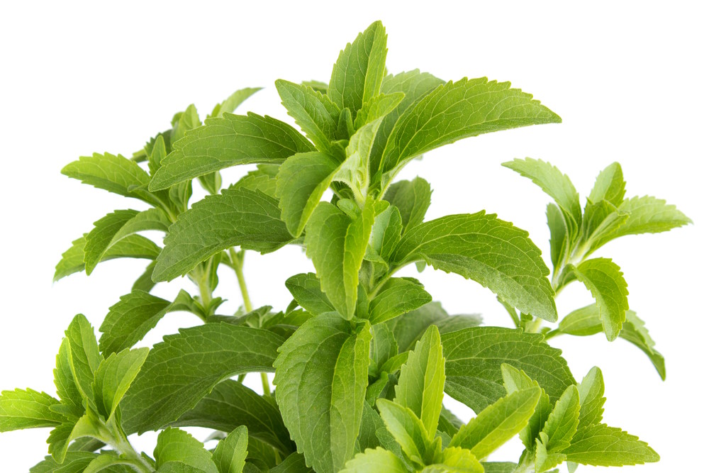 stevia stevia