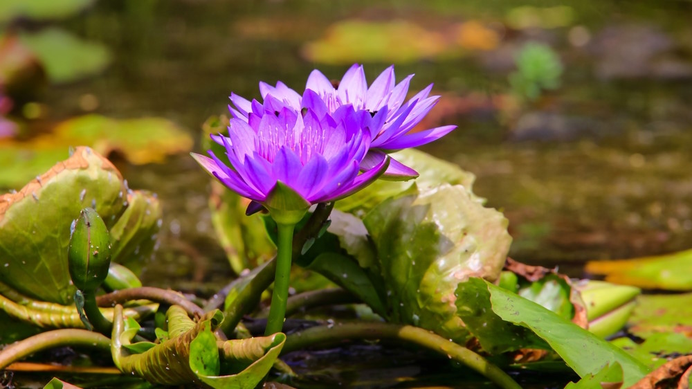 Blauwe Lotus