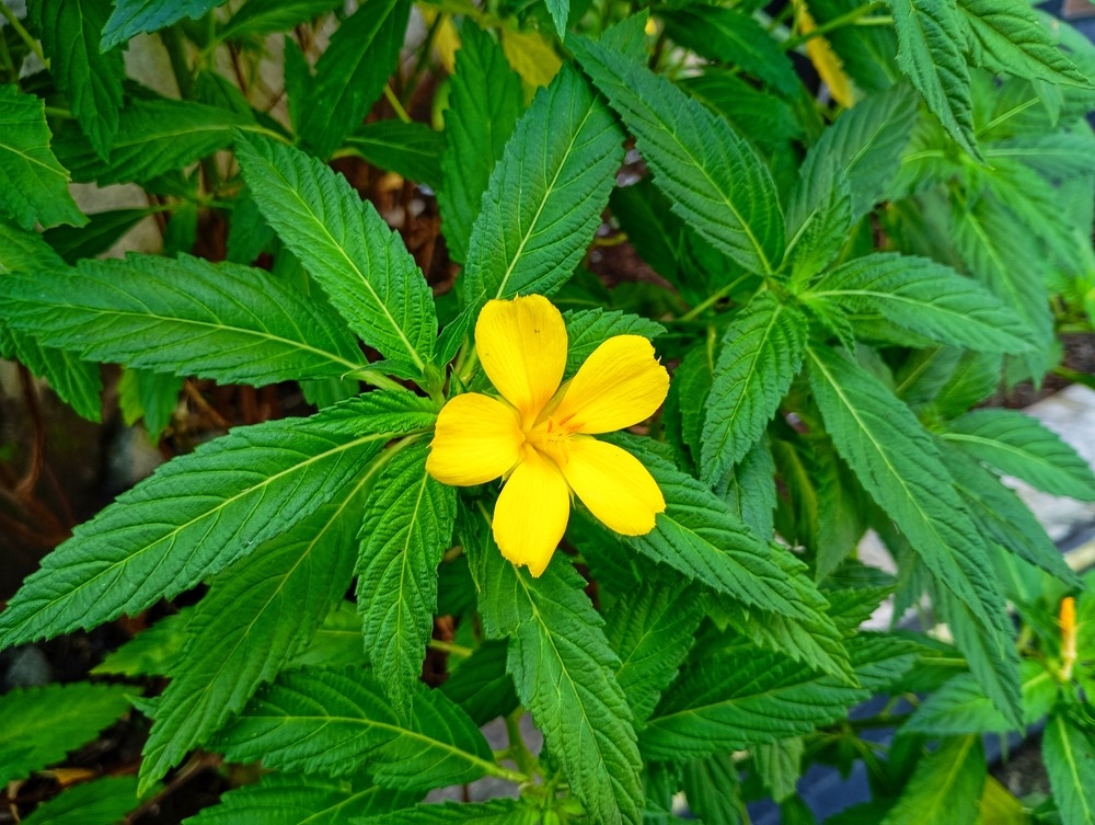 Damiana