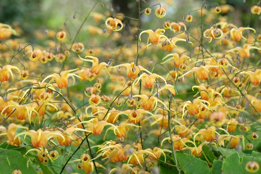 Epimedium