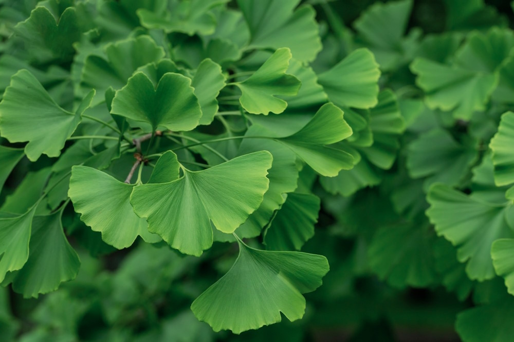 Ginkgo Biloba