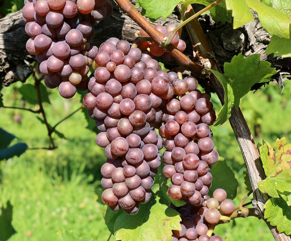 Pinot Gris