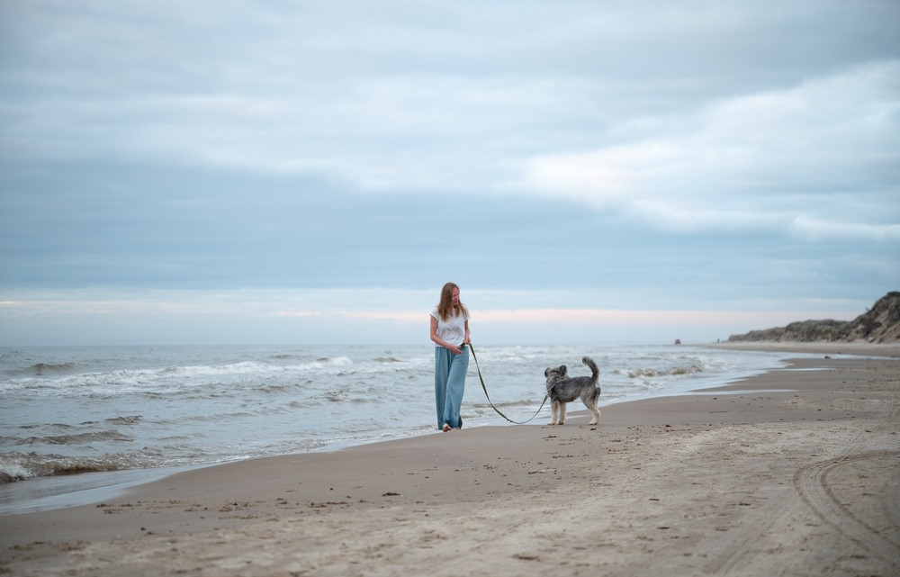 denemarken hond