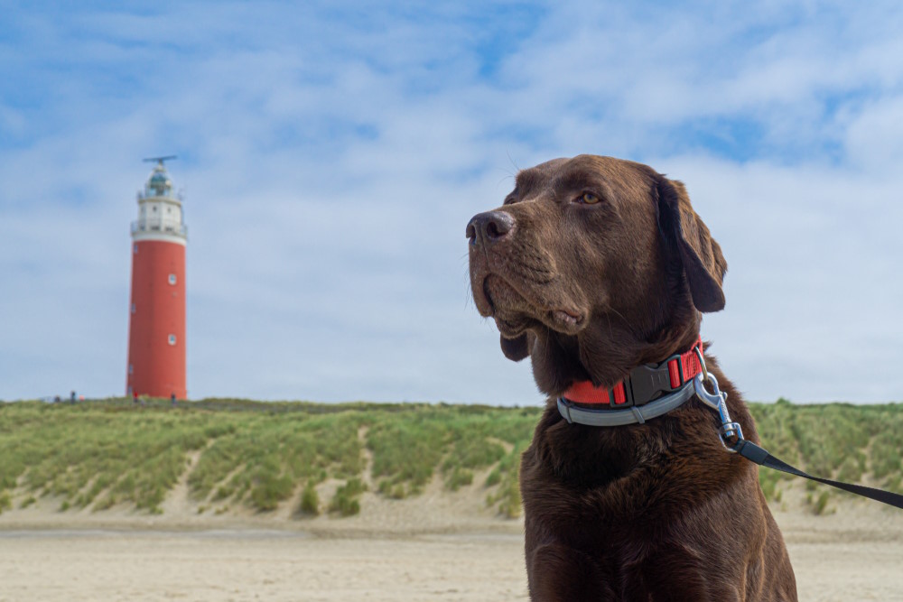 waddeneilanden