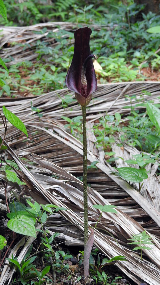 Dead Horse Arum Dead Horse Arum