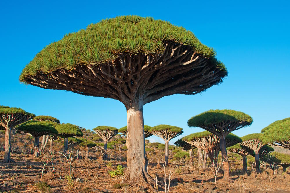 Drakenbloedbomenbos
