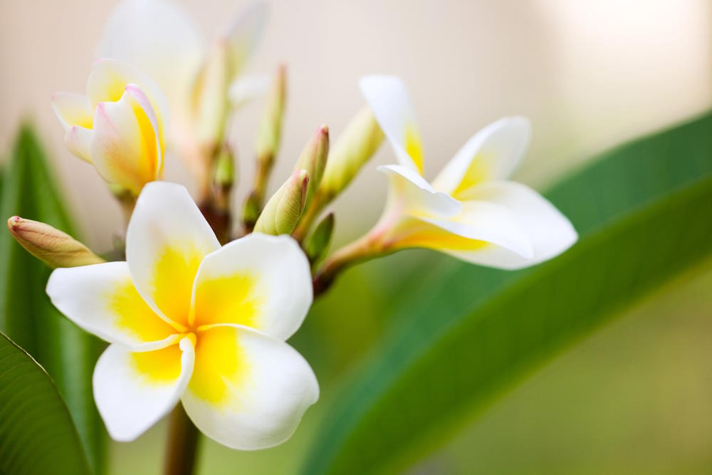 Frangipani Frangipani