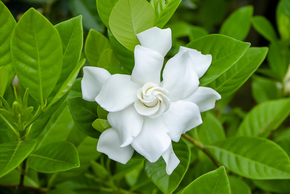 Gardenia jasminoides Gardenia jasminoides